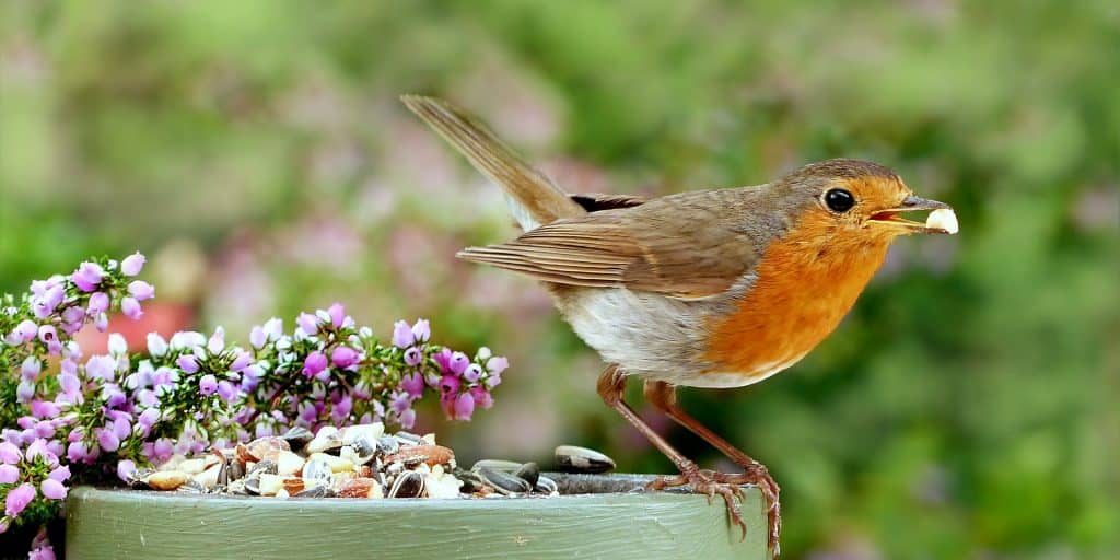 Vogels verzorgen in je tuin