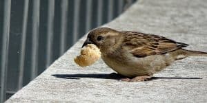 vogel eet broodkruimel
