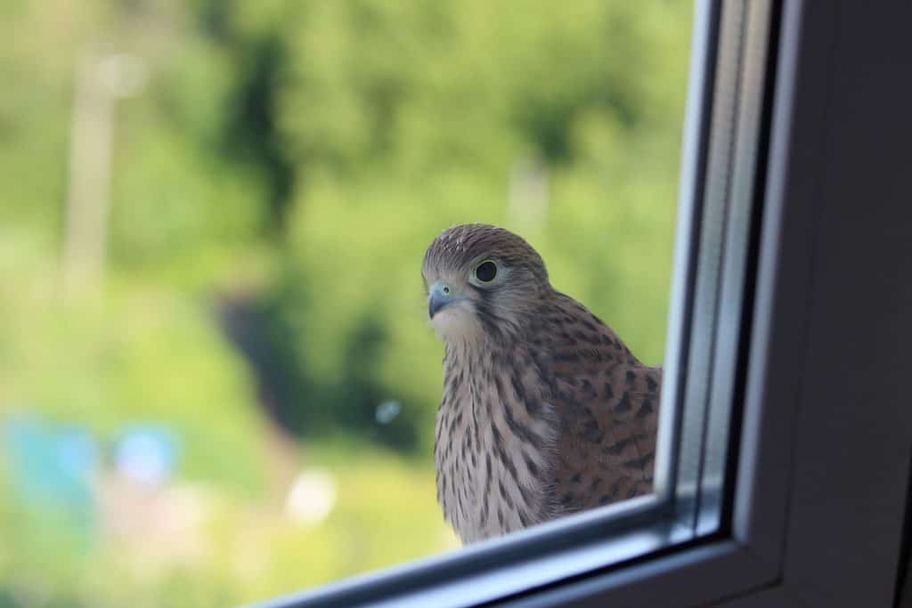 hoe voorkom je dat vogels tegen een raam vliegen