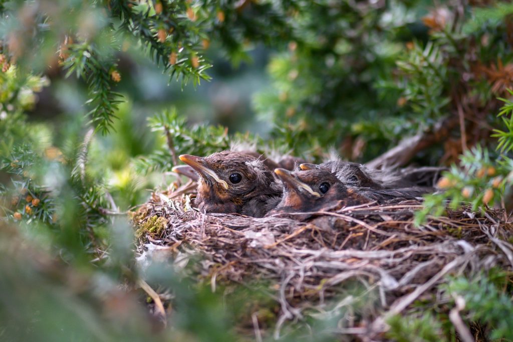 tuinvogeltjes nest