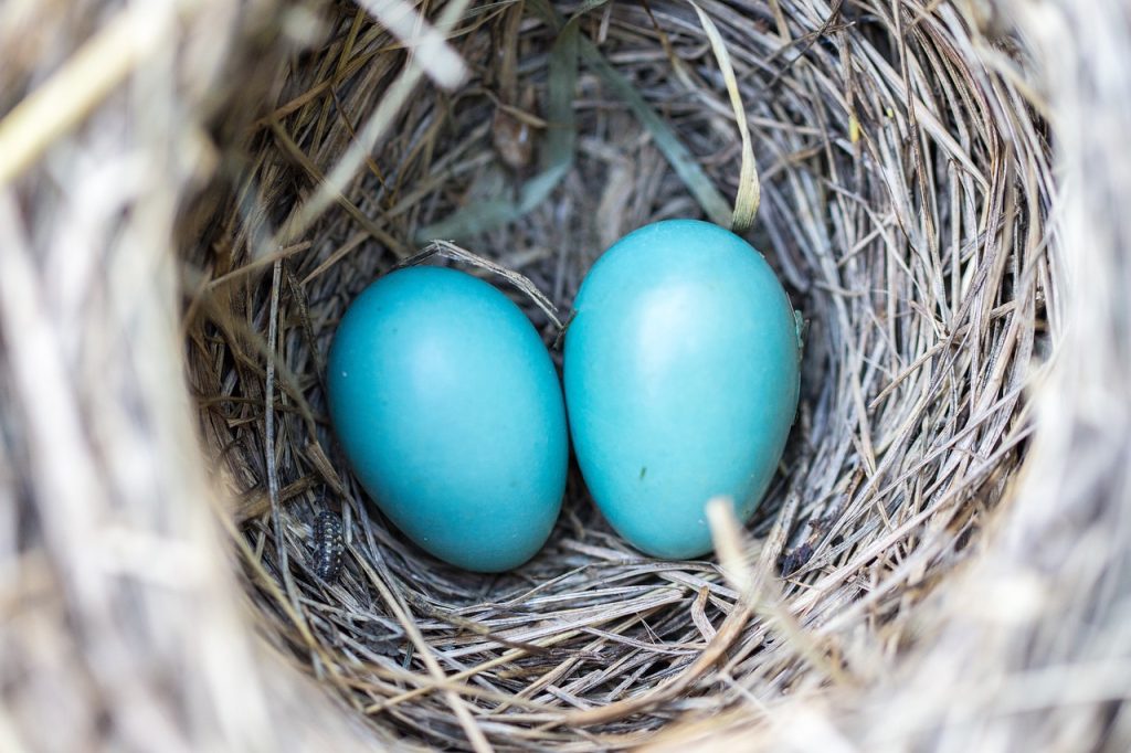 In Mei leggen alle vogels een ei – The bird family®
