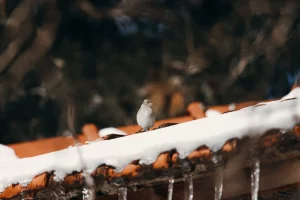 Vogelvoer kerstcadeau