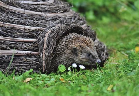 Egel in herfsttuin tussen bladeren
