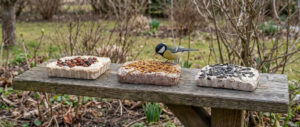 Vogel eet vetblokken op voedertafel