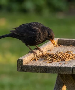 Merel eet gedroogde black soldier fly larven – The Bird Family