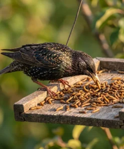 Spreeuw eet gedroogde black soldier fly larven – The Bird Family