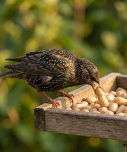Spreeuw eet doppinda's – The Bird Family