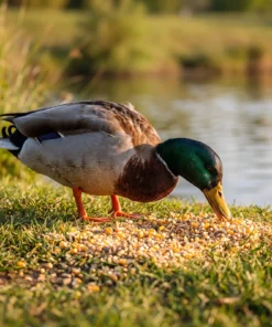 Wilde eend eet eendenvoer – The Bird Family