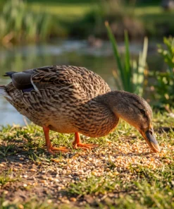 Wilde eend eet eendenvoer – The Bird Family