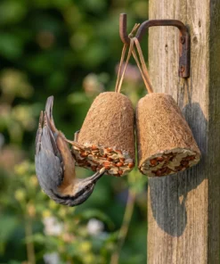 Boomklever eet van energieklok pinda – The Bird Family