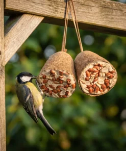 Koolmees eet van energieklok pinda – The Bird Family
