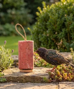 Spreeuw eet van energierol bessen – The Bird Family