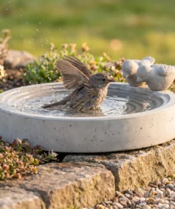 A dunnock bij een betonnen vogelbad