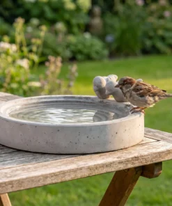 A house sparrow bij een betonnen vogelbad