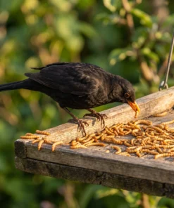 Merel eet gedroogde meelwormen – The Bird Family