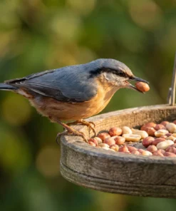 Boomklever eet gepelde pinda's – The Bird Family