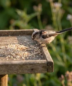 Staartmees eet gepelde zonnebloempit-stukjes – The Bird Family