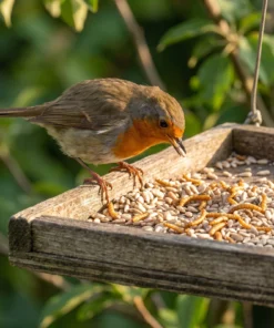 Roodborst eet gepelde zonnebloempitten met meelwormen – The Bird Family