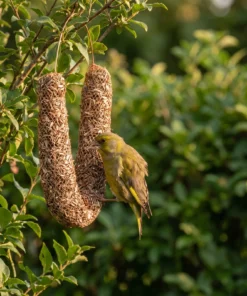 Groenling eet van zonnepitslinger – The Bird Family