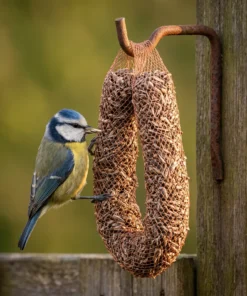Pimpelmees eet van zonnepitslinger – The Bird Family