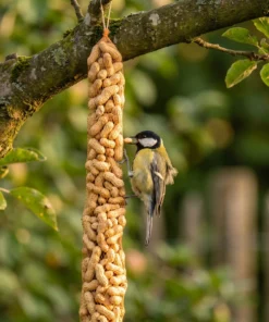 Koolmees eet van doppindaslinger – The Bird Family