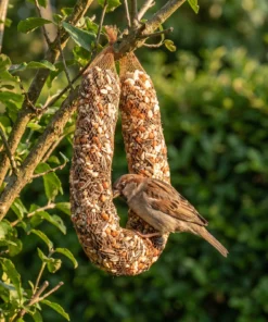 Huismus eet van mix slinger – The Bird Family