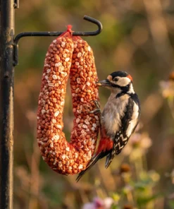 Grote bonte specht eet van pindaslinger – The Bird Family