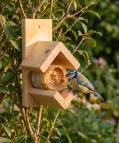 Pimpelmees eet bij pindakaaspothouder – The Bird Family