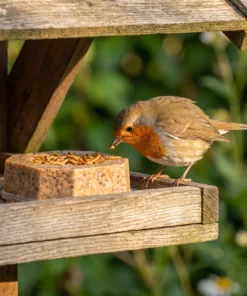 Roodborst eet van vetblok met meelwormen – The Bird Family