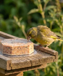 Groenling eet van vetblok met zaden – The Bird Family