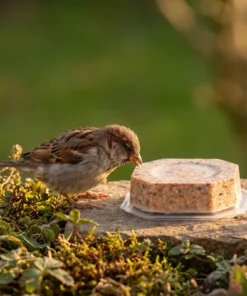 Huismus eet van vetblok met zaden – The Bird Family
