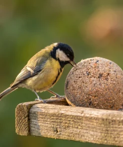 Koolmees eet van reuze vetbol – The Bird Family