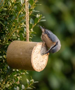Boomklever eet uit bamboo feeder – The Bird Family