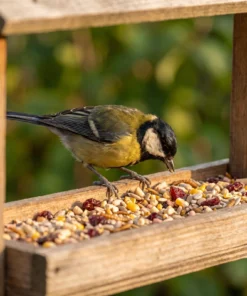 Koolmees eet strooivoer High Energy Plus Prestige – The Bird Family