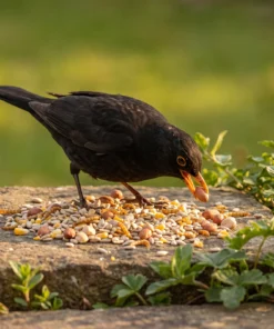 Merel eet strooivoer High Energy Plus met meelwormen en pinda's – The Bird Family
