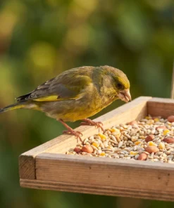 Groenling eet strooivoer High Energy Plus met gepelde pinda's – The Bird Family