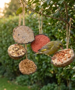 Groenling eet van halve gevulde kokosnoten mixpakket – The Bird Family