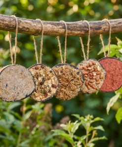 Halve gevulde kokosnoten mixpakket in de tuin – The Bird Family