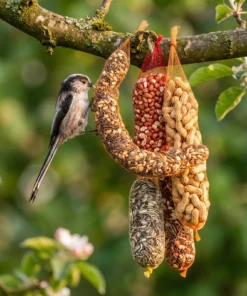 Staartmees eet van vogelvoer slingerpakket – The Bird Family