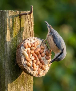 Boomklever eet van halve gevulde kokosnoot pinda – The Bird Family