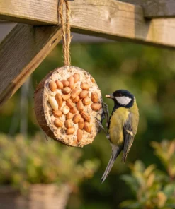 Koolmees eet van halve gevulde kokosnoot pinda – The Bird Family