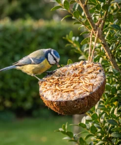 Pimpelmees eet van halve gevulde kokosnoot meelworm – The Bird Family