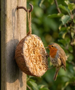 Roodborst eet van halve gevulde kokosnoot meelworm – The Bird Family
