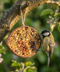 Koolmees eet van halve gevulde kokosnoot vruchten – The Bird Family
