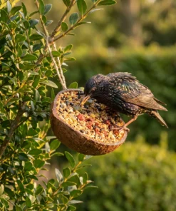Spreeuw eet van halve gevulde kokosnoot vruchten – The Bird Family