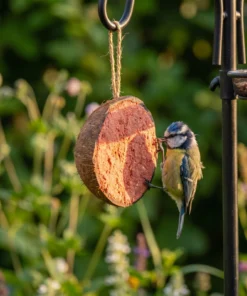 Pimpelmees eet van halve gevulde kokosnoot bessen – The Bird Family