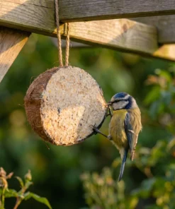 Pimpelmees eet van halve gevulde kokosnoot classic – The Bird Family