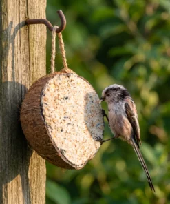 Staartmees eet van halve gevulde kokosnoot classic – The Bird Family