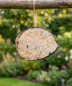 Halve gevulde kokosnoot classic in de tuin – The Bird Family