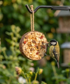 Koolmees eet van halve gevulde kokosnoot granola – The Bird Family